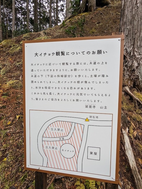 23.常瀧寺と大イチョウおねがい
