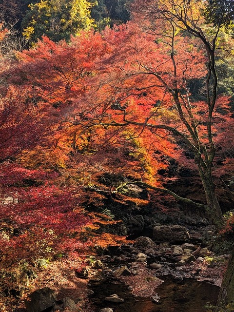 04.箕面川床6
