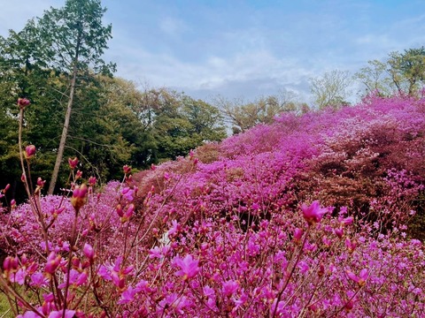 04.廣田神社のコバノミツバツツジ3