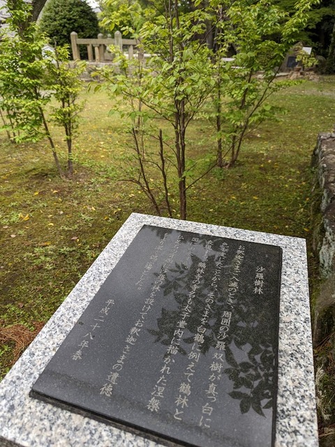 沙羅樹林