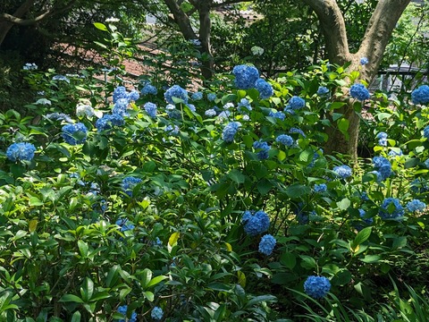 05.本堂前3