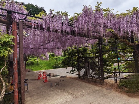 01.白井大町藤公園