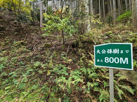 21.登山道6