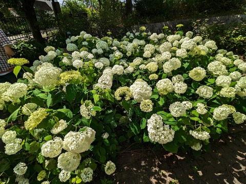 10.右岸紫陽花4