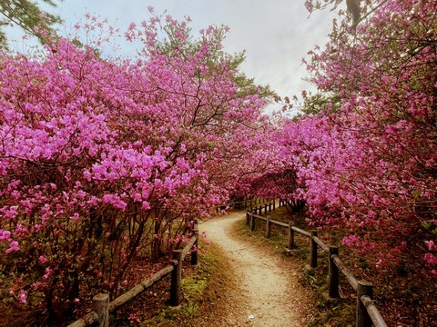 04.廣田神社のコバノミツバツツジ2