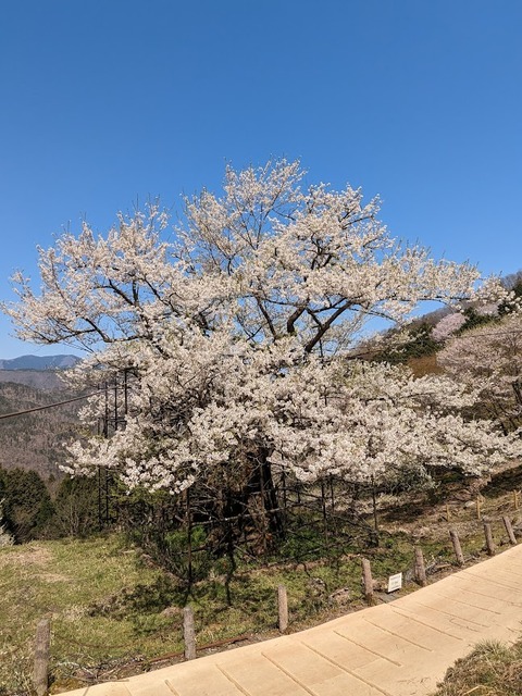 樽見の大桜10