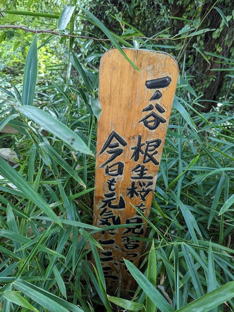 15.右手の草むらに