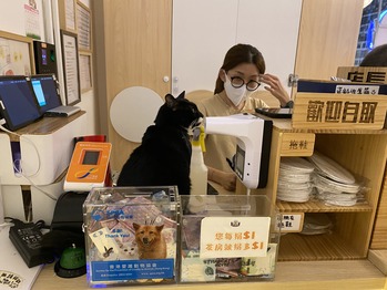 cat cafe