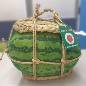 ¥¸¥ã¥ó¥Ü¥¹¥¤¥«