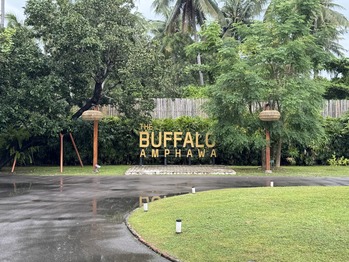 The Buffalo Amphawa