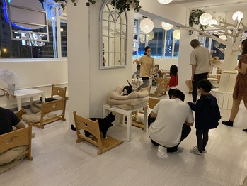 cat cafe