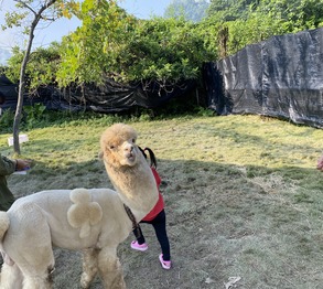 �ѥ��ʥåץ��