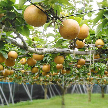 �����Ť�