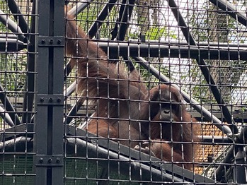 ���ư��ʪ����