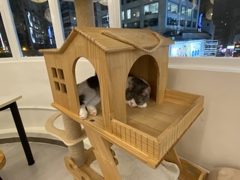 cat cafe