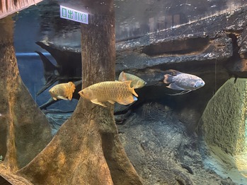 ������ϸ���