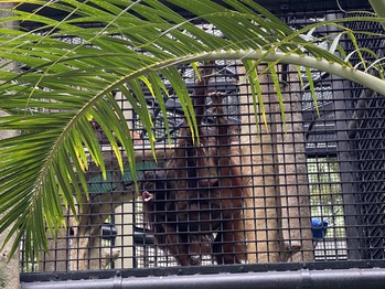 ���ư��ʪ����