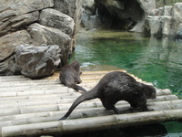 カワウソ
