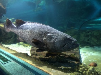 水族館