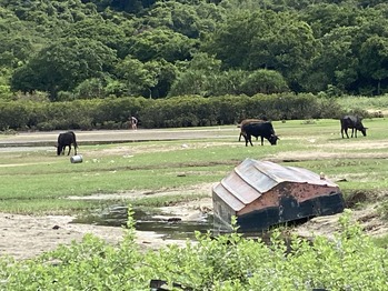 水口灣沙泥灘