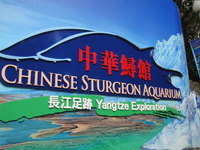 Chinese Sturgeon