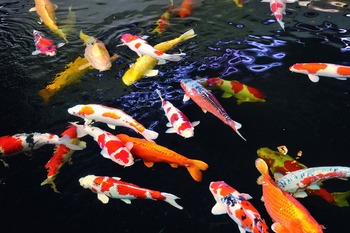 pdfd_3ca50fcdf5e639449b5ee534f6d50c798a516fe9