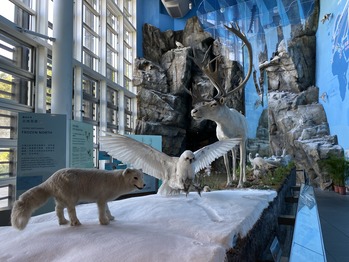 ������ϸ���