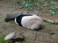 ジャイアントパンダ