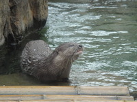 カワウソ