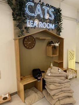 cat cafe