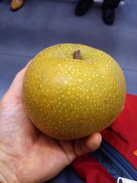千葉県産梨