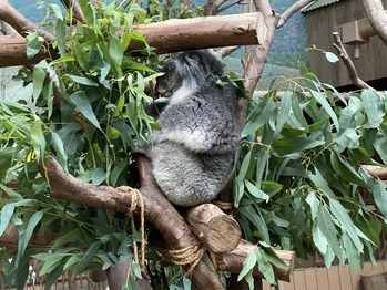 ���θ���