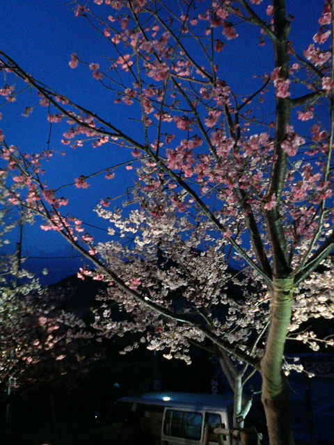 P1970238.jpg