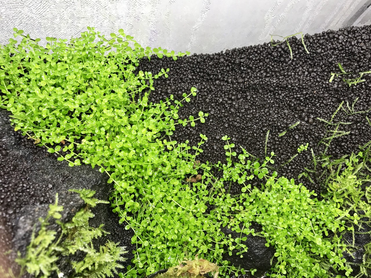 ミスト式注水準備 Papaノあくあ