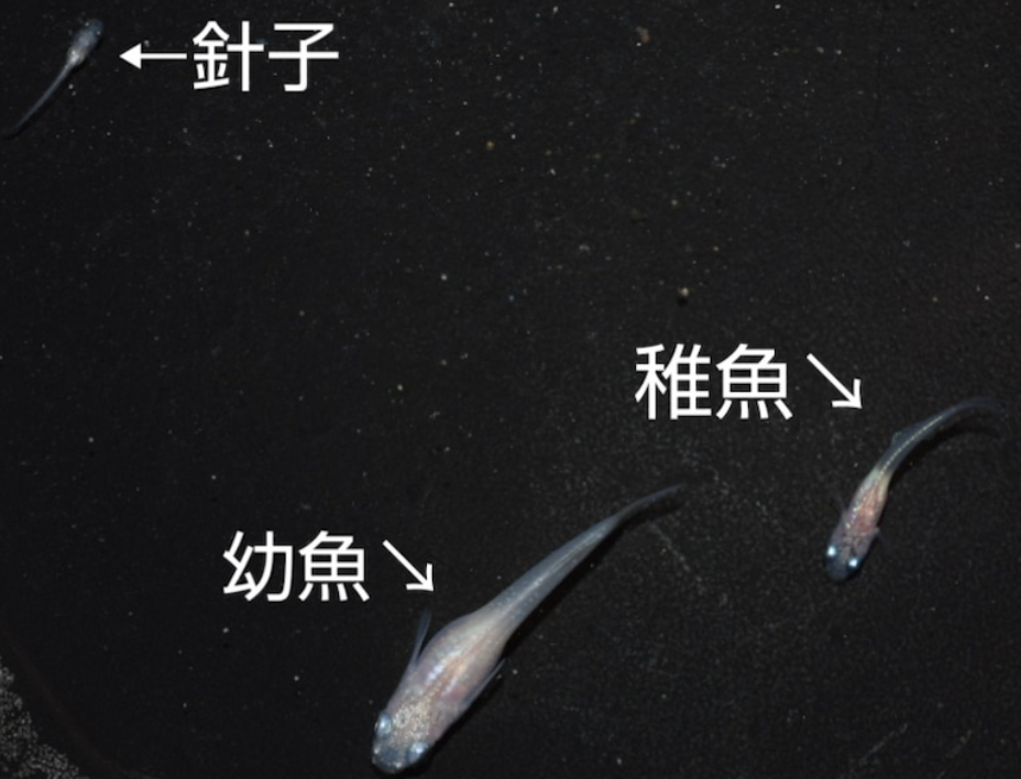 メダカは共食いをします 親魚との隔離と兄弟格差の解消 アクアリウム情報 アンテナサイト アクアリウムの輪 メダカは共食いをします 親魚との隔離と兄弟格差の解消 アクアリウム情報 アンテナサイト アクアリウムの輪