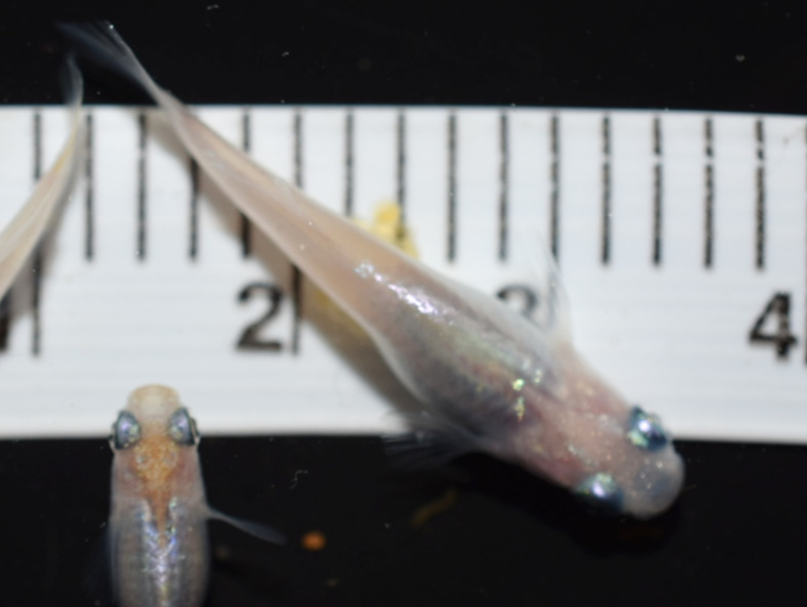 メダカは共食いをします 親魚との隔離と兄弟格差の解消 めだか屋愛徳 あいなる アクアリウム情報 アンテナサイト