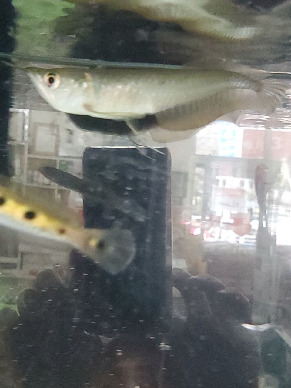 ドラゴン入荷 新着 お魚さんの掲示板