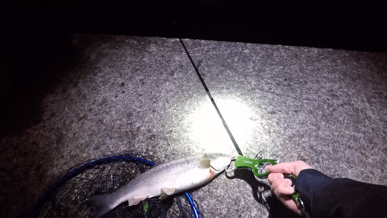 今年初のホタルイカパターンに行ってきたけど ぼくはソロアングラー