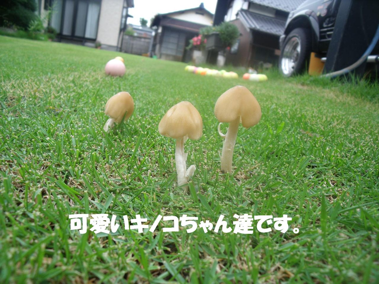 梅雨の時期に顔出すキノコ達 Life With Z33