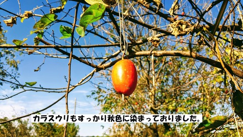 IMG_20191117_1028151