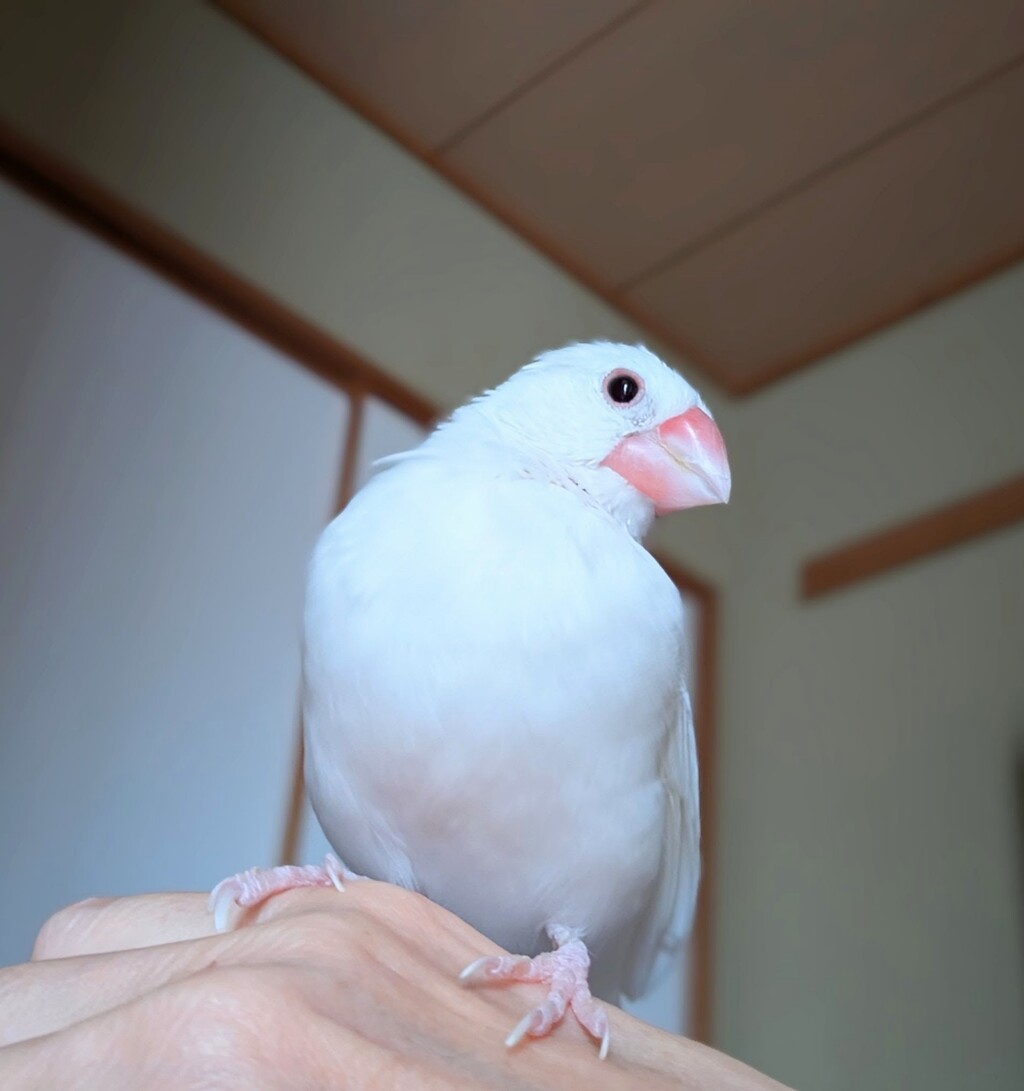 【コメント閲覧用】文鳥 白 日に日に綺麗になる文鳥 : 白文鳥のぴーちゃんの記録