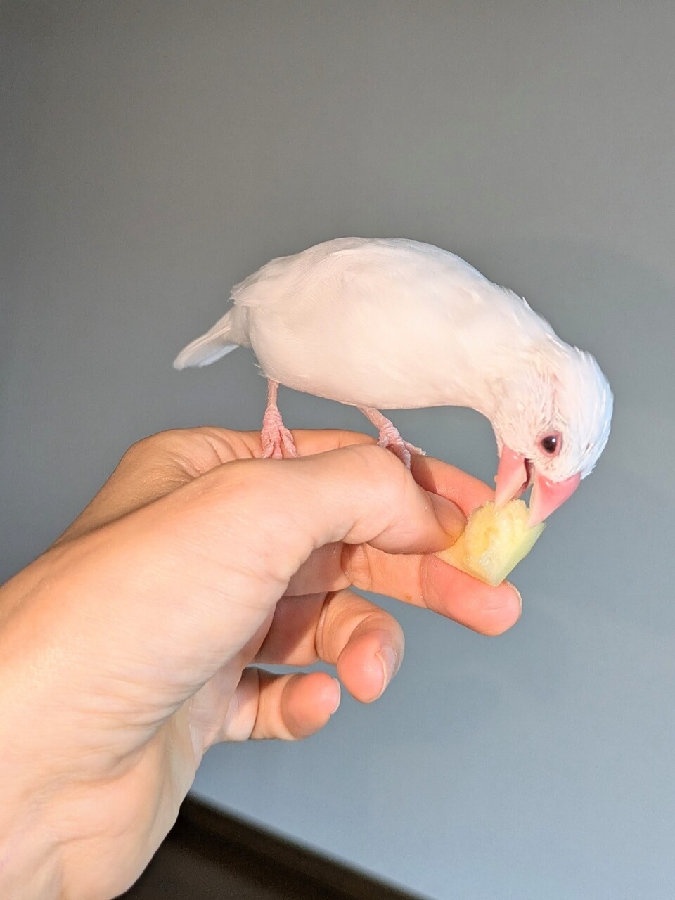 飼い主のりんごを横取りする文鳥 : 白文鳥のぴーちゃんの記録