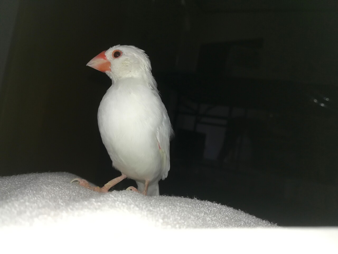 朝になると飼い主を起こしに来る文鳥 : 白文鳥のぴーちゃんの記録
