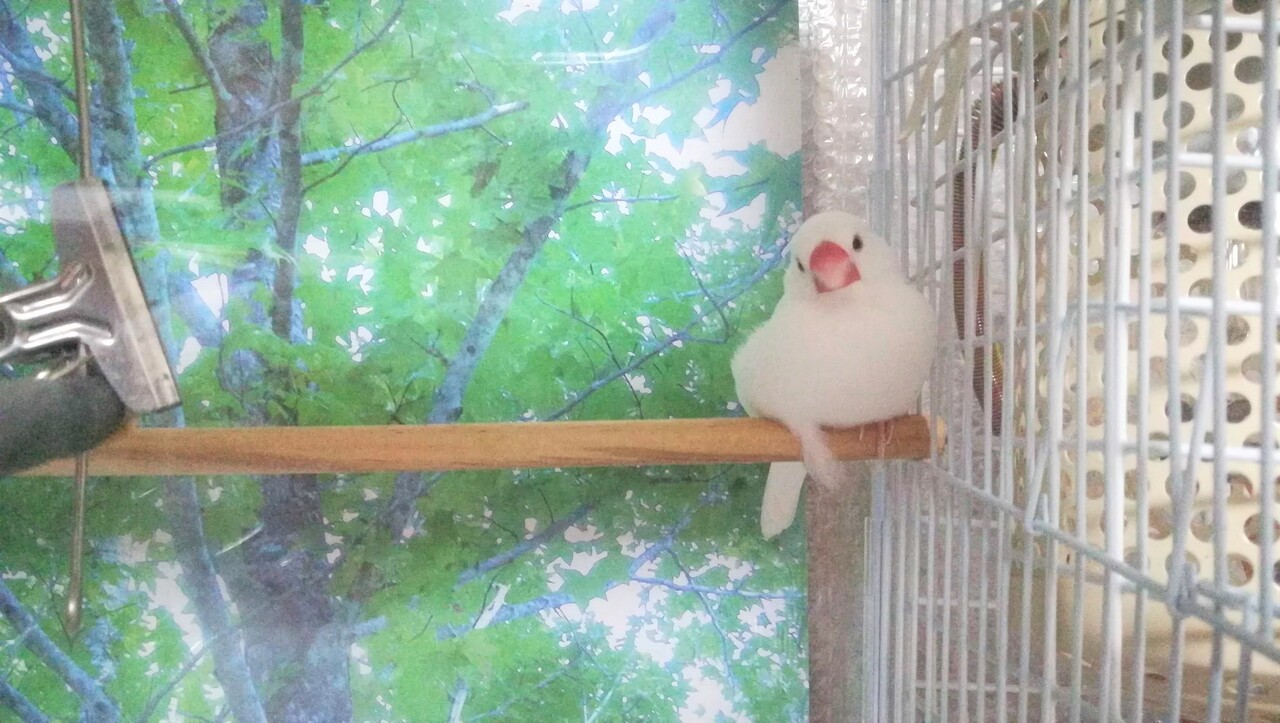 ぴーちゃんのお気に入りブランコ 【公式通販】