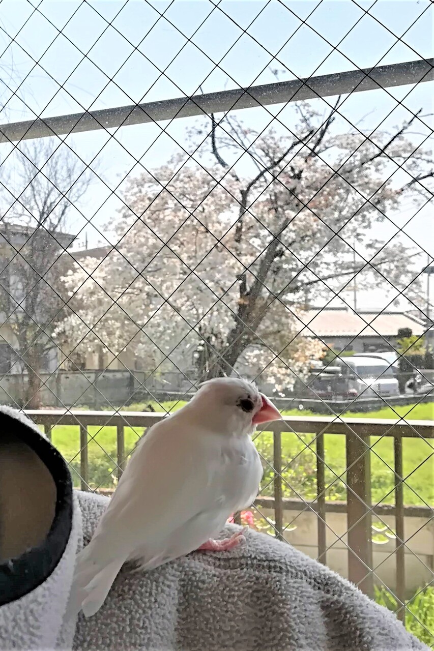 文鳥とお花見 : 白文鳥のぴーちゃんの記録
