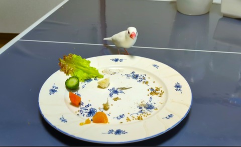 文鳥が4歳になりました : 白文鳥のぴーちゃんの記録