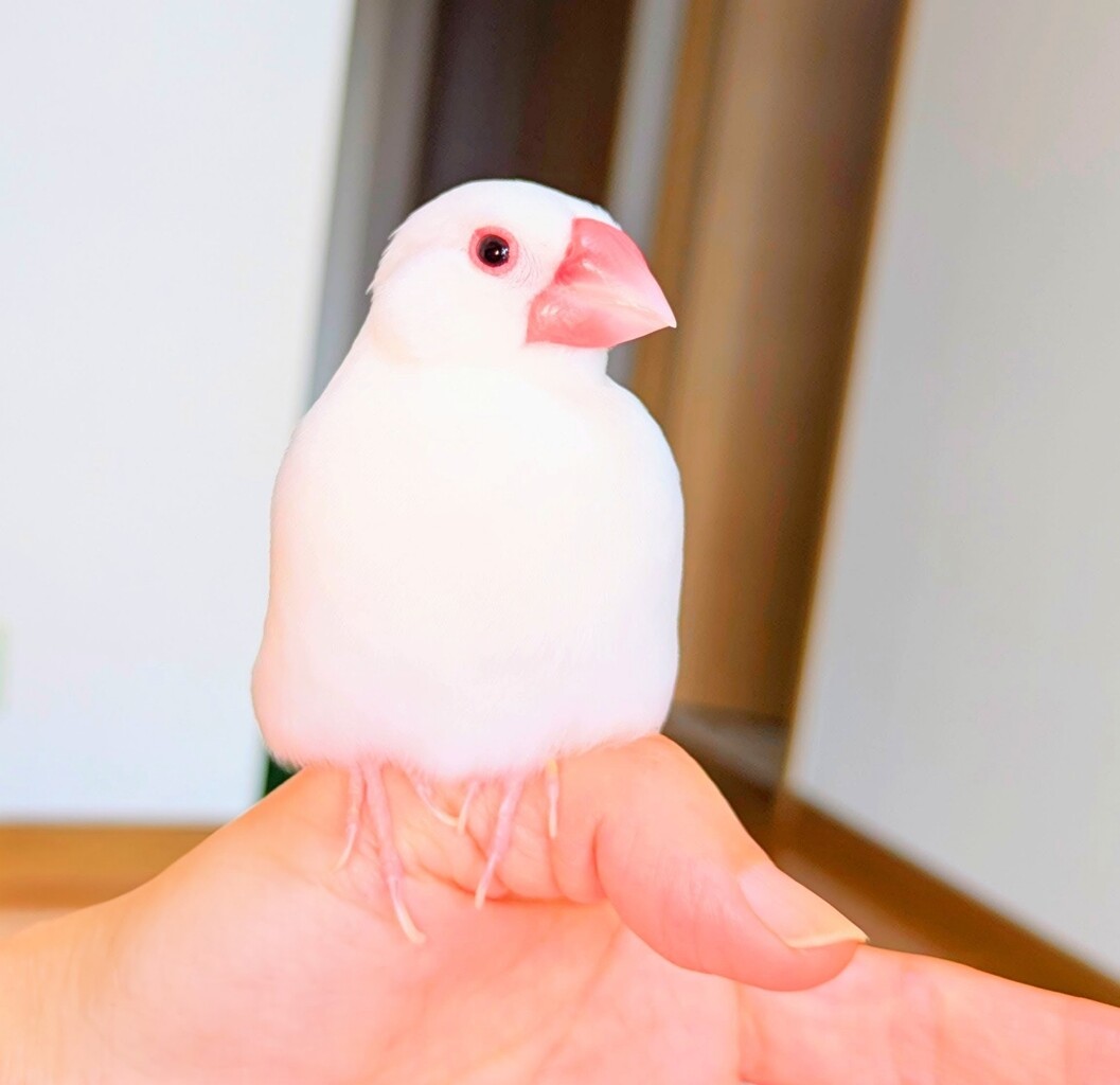 文鳥が5歳になりました 1 : 白文鳥のぴーちゃんの記録