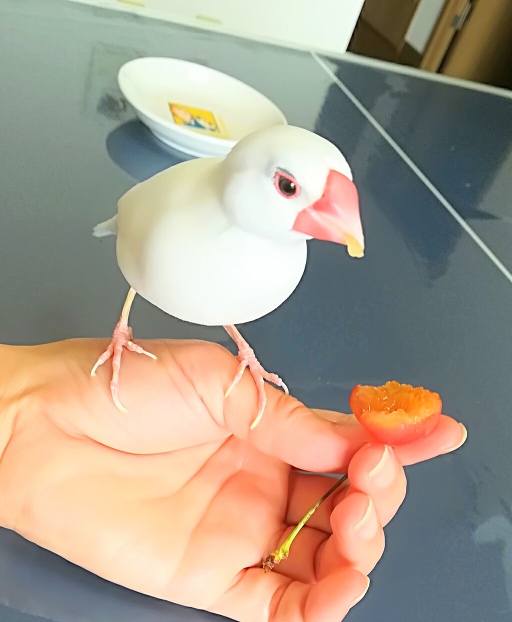 今年も文鳥にさくらんぼをあげてみました : 白文鳥のぴーちゃんの記録