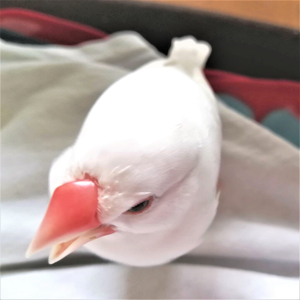 クチバシの付け根が禿げた文鳥 白文鳥のぴーちゃんの記録