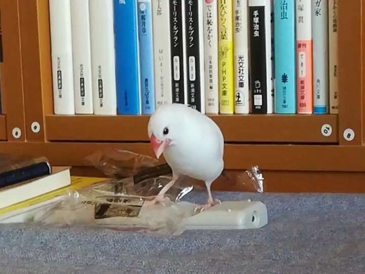 好きなものに囲まれた文鳥 : 白文鳥のぴーちゃんの記録